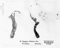Lactarius deliciosus image